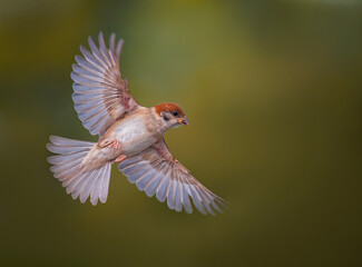 Canvas Print - bird sparrow flying against green garden background spreading wings and feathers