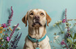 © Tanyastock - Portrait of a happy Labrador Retriever on a blue background with a blue leash in his teeth