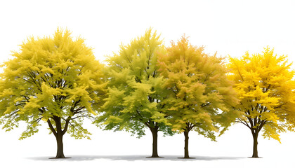 Summer and autumn Tilia cordata set street trees medium and small partly yellow two seasons isolated png on a transparent background perfectly cutout (Small-leaved linden, European linden) isolated 