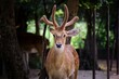 © Grey Jack - Saambar Deer in the national park