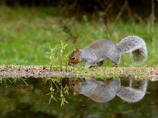 Wall Mural - Grey squirrel, Sciurus carolinensis