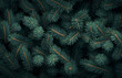 © Roxana - Abstract green background of Christmas fir tree branches, festive New Year pattern