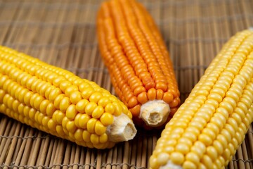 Three corn cobs in yellow and orange shades on bamboo mat, showcasing diversity in natural produce. Ideal for autumn, harvest, and healthy food themes