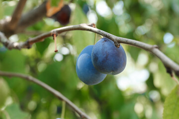 Ripe plums growing on tree in garden, closeup