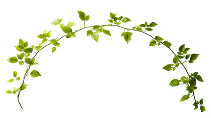 Wall Mural - Dynamic arc of green leaves and stems conveying growth on white background