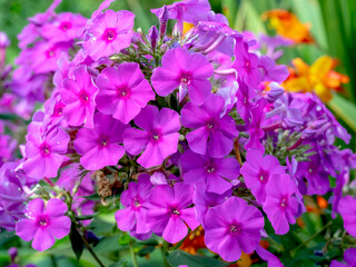 Wall Mural - Closeup of Phlox paniculata Purple Flame flowers