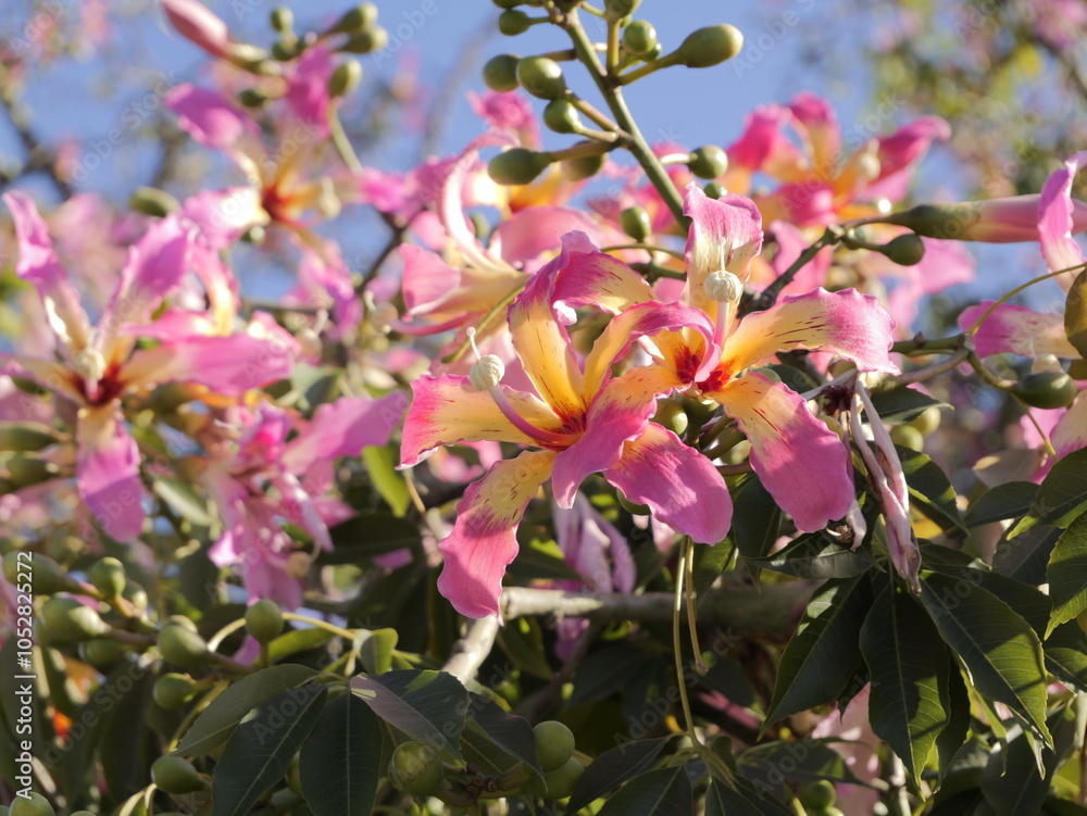 Flowers of the floss silk tree (Ceiba speciosa, syn. Chorisia speciosa ...