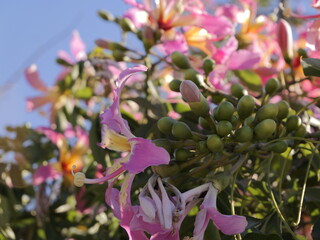 Wall Mural - Flowers of the floss silk tree (Ceiba speciosa, syn. Chorisia speciosa) or palo borracho, árbol del puente, samu'ũ, paineira , toborochi, silk floss tree. Family: Malvaceae (as baobab). Spain