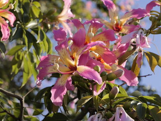 Wall Mural - Flowers of the floss silk tree (Ceiba speciosa, syn. Chorisia speciosa) or palo borracho, árbol del puente, samu'ũ, paineira , toborochi, silk floss tree. Family: Malvaceae (as baobab). Spain