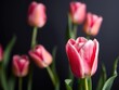 © Sujid - Beautiful close-up shot of a vibrant pink tulip in full bloom, isolated, flower