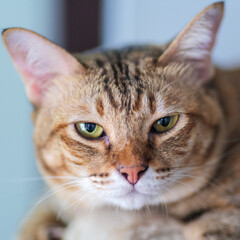 close up portrait of a cat