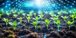 © Sakkarat - Smart Agriculture Young Sprout Growing Under Connected Network, agriculture , technology , future farming