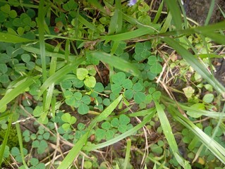 frog on a leaf