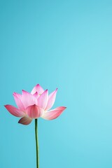 Pink lotus flower on a water background, isolated for peacefulness