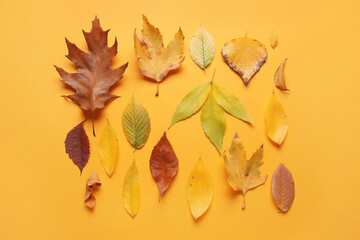 Wall Mural - Composition with beautiful fallen leaves on orange background