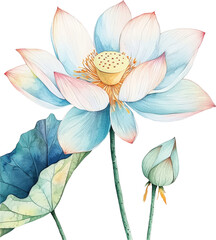 Wall Mural - Delicate lotus flower in bloom