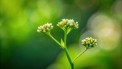 Wall Mural - A close-up of a single green stem with tiny flowers blooming at the tip, foliage, flowers, nature, horticulture