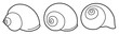 © dwi - Hand drawn snail shell Outline black. doodle  sea shells set with doodle style.