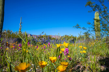 Wall Mural - An overlooking view of Organ Pipe Cactus NM, Arizona