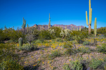 Wall Mural - An overlooking view of Organ Pipe Cactus NM, Arizona