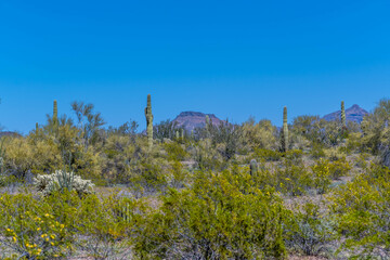 Wall Mural - An overlooking view of Organ Pipe Cactus NM, Arizona