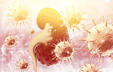 Wall Mural - Human kidney with virus. 3d illustration