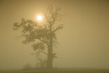 Fototapeta Niebo - Foggy morning among the trees in the park