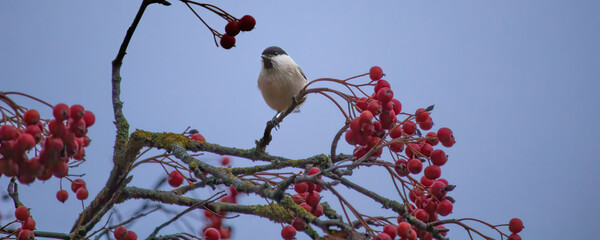 Wall Mural - Cute bird The willow tit, song bird