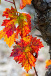 © yaqui_villegas - This close-up image showcases vibrant red and yellow autumn leaves on a grapevine, showing intricate patterns and colors that signify the changing seasons in La Rioja Spain