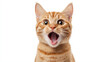 © Premium_art - A ginger cat with wide eyes and an open mouth looks directly at the camera.