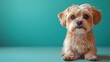 © Jaturong - A small dog with brown fur is sitting on a green surface. Generative AI