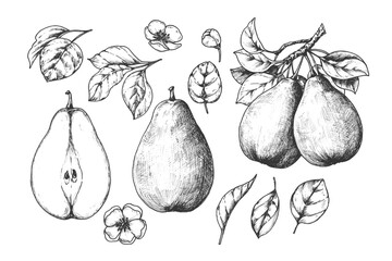 Pear sketch ink graphic set illustration, draft silhouette drawing, black on white line art. Botanical vintage etching food design.	