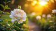 © Kingphet - White rose blooming on bush in sunset light