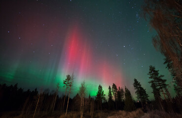Wall Mural - huge red northern lights aurora borealis