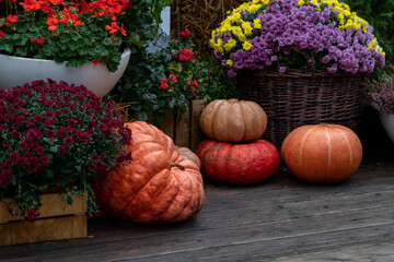 Close-up side view of group of fresh ripe orange pumpkins lying on wooden floor next to various Chrysanthemum flowers. Soft focus. Copy space. Autumn season street decoration theme.