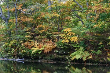 水面に映る紅葉