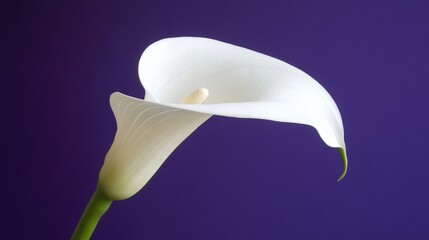 A white calla lily contrasts beautifully against a deep purple backdrop highlighting the flower s elegant simplicity and visual impact