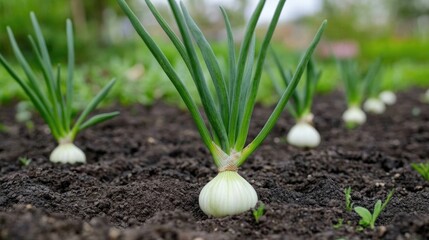 Onion plants growing in a garden setting