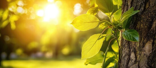 Fototapete - Leaves On A Tree In The Park With The Sun