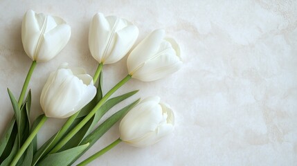Poster - Freshly cut white tulip blooms viewed from above on a light background featuring ample space for your text
