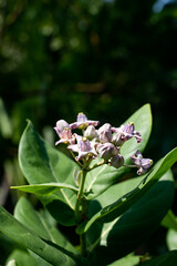 Wall Mural - Akondo fast growing, crown flower or giant milkweed