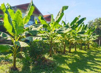 Banana tree with a bunch of growing bananas organic banana .