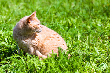 beige cat sitting on green grass in the park. ginger cat walking on green grass. cat on green grass background. 