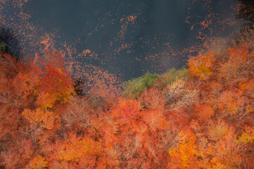 Fototapete - Autumnal landscape of the forest and twisted Radunia river in Kashubia. Poland