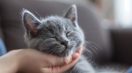 A grey cat is sleeping on a couch