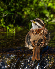 Wall Mural - white-throated sparrow taking a bath