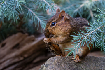 Poster - A chipmunk cleaning its tail