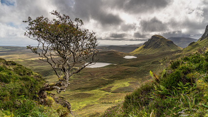 Wall Mural - Blick vom Quiraing auf die schottische Landschaft mit Hügeln und den Lochs Fada und Hasco, im Vordergrund der einsame Baum (lonely tree)