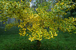 © Eve Saint-Ramon - Ginkgo biloba, tree, symbol of peace