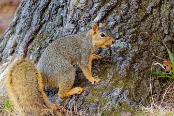 Wall Mural - the fox squirrel (sciurus niger), also known as the eastern fox squirrel or bryant's fox squirrel.
